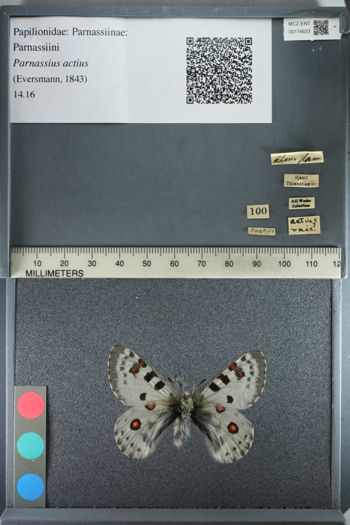 Media type: image;   Entomology 174623